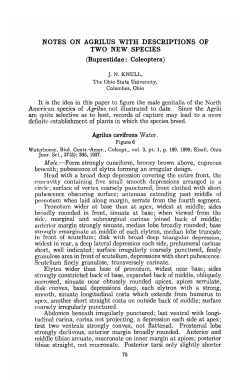 NOTES ON AGRILUS WITH DESCRIPTIONS OF TWO NEW
