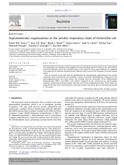 Supramolecular organizations in the aerobic respiratory chain of