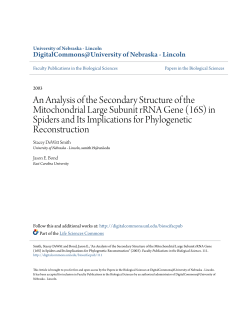 An Analysis of the Secondary Structure of the Mitochondrial Large