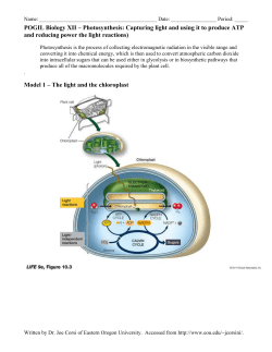 Light Reactions POGIL