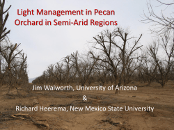 Light Management in Pecan Orchard in Semi-Arid