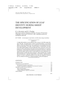 the specification of leaf identity during shoot development