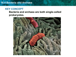 18.4 Bacteria and Archaea Leptospira