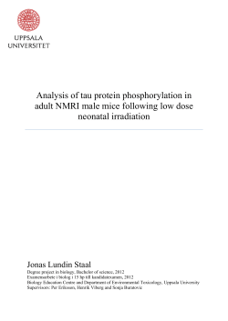 Analysis of tau protein phosphorylation in adult NMRI male mice