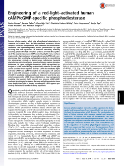 Engineering of a red-light&ndash;activated human cAMP/cGMP