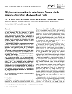 Ethylene accumulation in waterlogged Rumex plants promotes