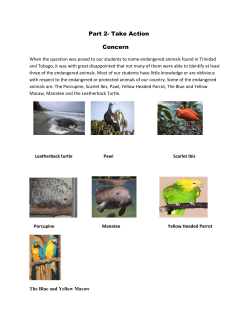 Teaching about Endangered Animals
