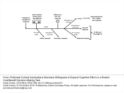 Prefrontal Cortical Inactivations Decrease Willingness to Expend