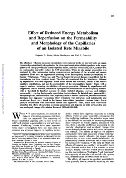 Effect of Reduced Energy Metabolism and Reperfusion on the