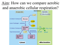 Anaerobic vs aerobic - Hicksville Public Schools