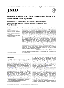 Molecular Architecture of the Undecameric Rotor