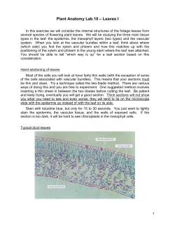 Plant Anatomy Lab 5