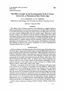 The Effect of Light on the Developmental Cycle of