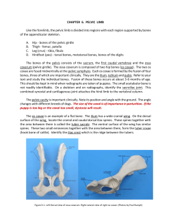 CHAPTER 6 Pelvic limb.