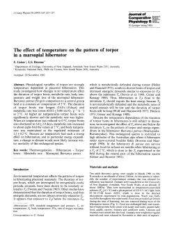 The effect of temperature on the pattern of torpor in a marsupial