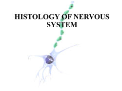 (CNS). Peripheral nervous system (PNS).