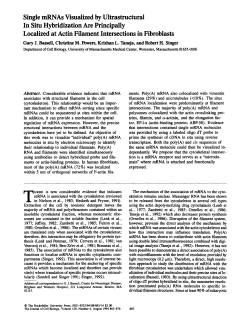 Single mRNAs Visualized by Ultrastructural In Situ Hybridization Are