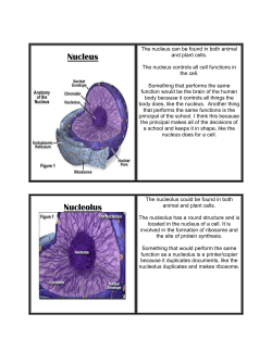 Nucleolus Cell Membrane