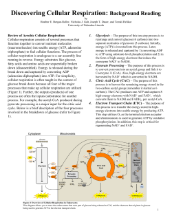 Discovering Cellular Respiration: Background