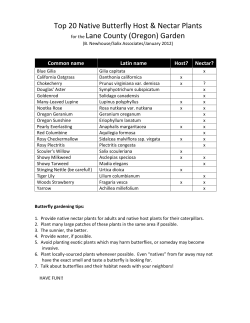 Top 10 Native Butterfly Host and Nectar Plants