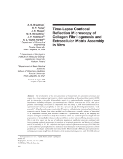 Time-Lapse Confocal Reflection Microscopy of Collagen