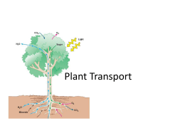 How do ions get into roots?