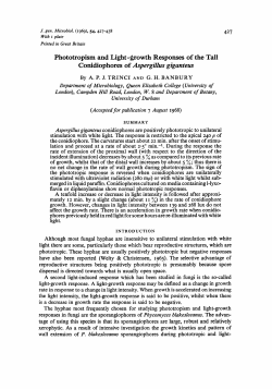 Phototropism and Light -growth Responses of the Tall