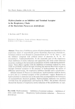 Hydroxylamine as an Inhibitor and Terminal Acceptor in the