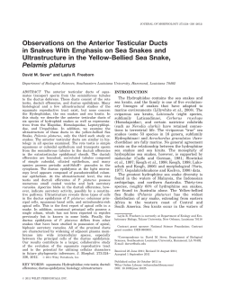 Observations on the anterior testicular ducts in snakes with