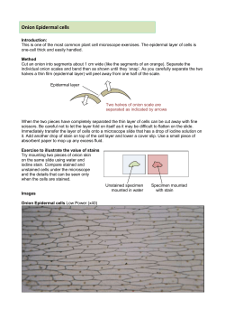 6.c. Onion Epidermal cells