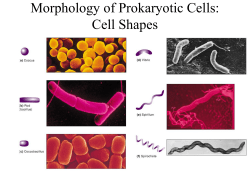 Bacterial Structures