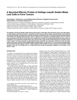 A Secreted Effector Protein of Ustilago maydis Guides