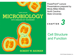 Cytoplasmic membrane Cell wall