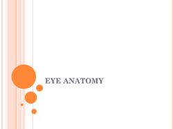 Lecture 1: Eye Anatomy
