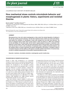 How mechanical stress controls microtubule behavior and