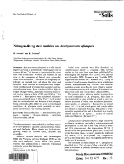 Nitrogen-fixing stem nodules on Aeschynomene afraspera