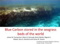 Blue Carbon in seagrass ecosystems