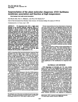 Isoprenylation of the plant molecular chaperone ANJ1 facilitates