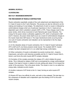 Muscle_contraction_1