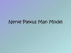 Spinal Cord and Spinal Nerves Virtual Lab