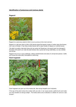 Picture Gallery of of poisonous and toxic plants