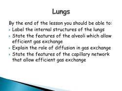 lungs structure and funcion - Mr. Lesiuk