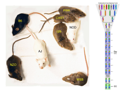 Co-expression modules in F2 islets