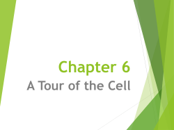 Chapter 6 - A Tour of the Cell