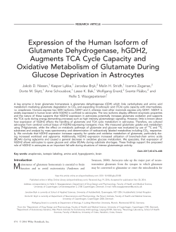 Expression of the Human Isoform of Glutamate Dehydrogenase