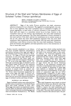 Structure of the shell and tertiary membranes of eggs of softshell turtles