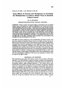 Some Effects of Sucrose and Phosphorus in increasing the