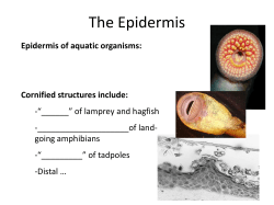 The Integumentary System