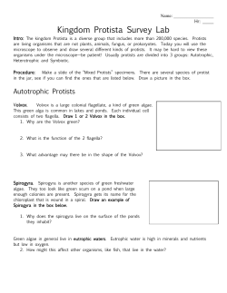 Guide to the Protists