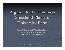 Grassland Plants of the Farm - Case Western Reserve University